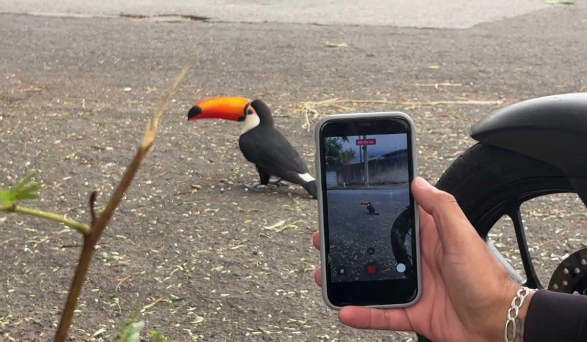Tucano amigável interage com moradores e vira atração turística em Campinas