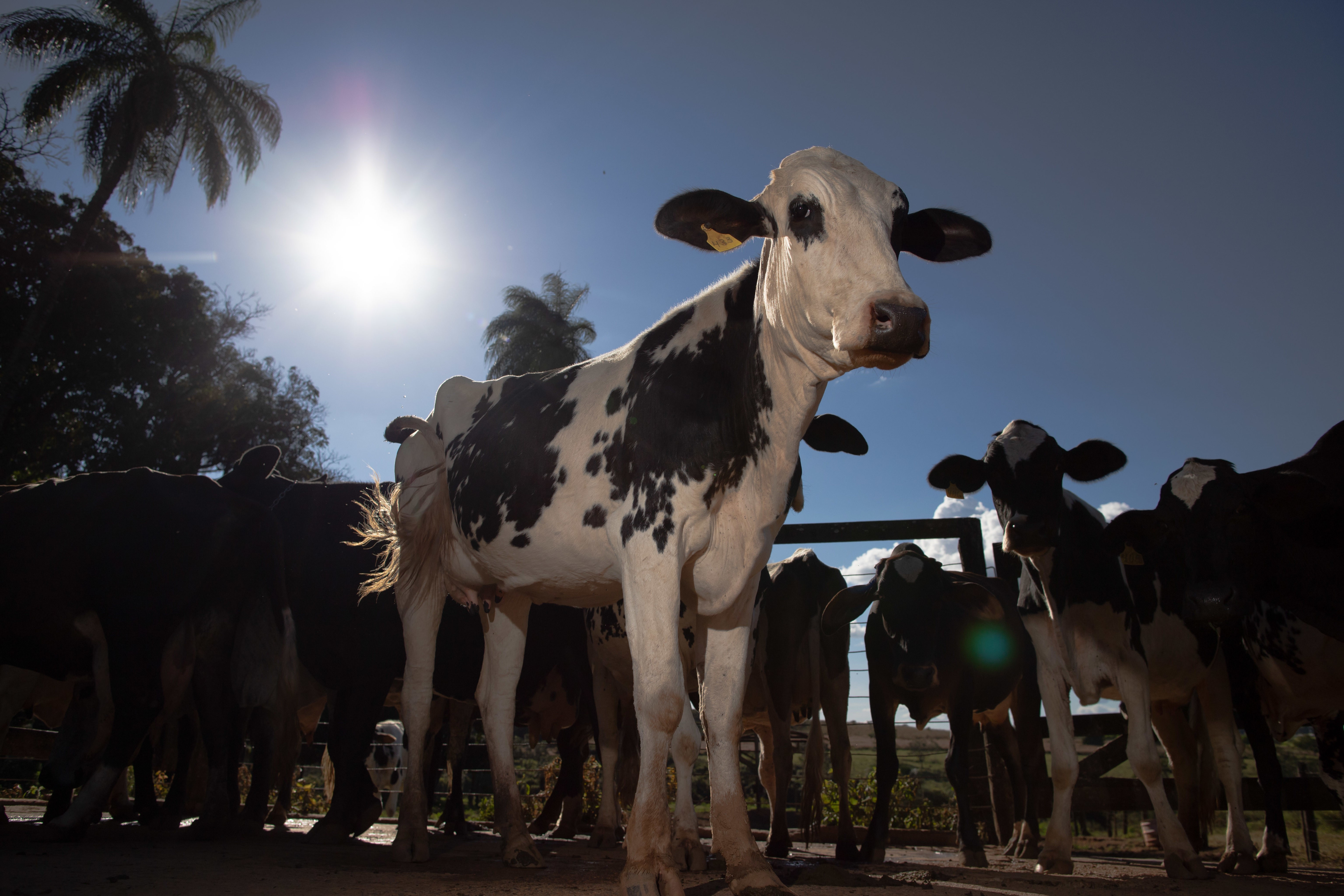 Como começar na produção de leite? Cartilha gratuita reúne orientações para produtores
