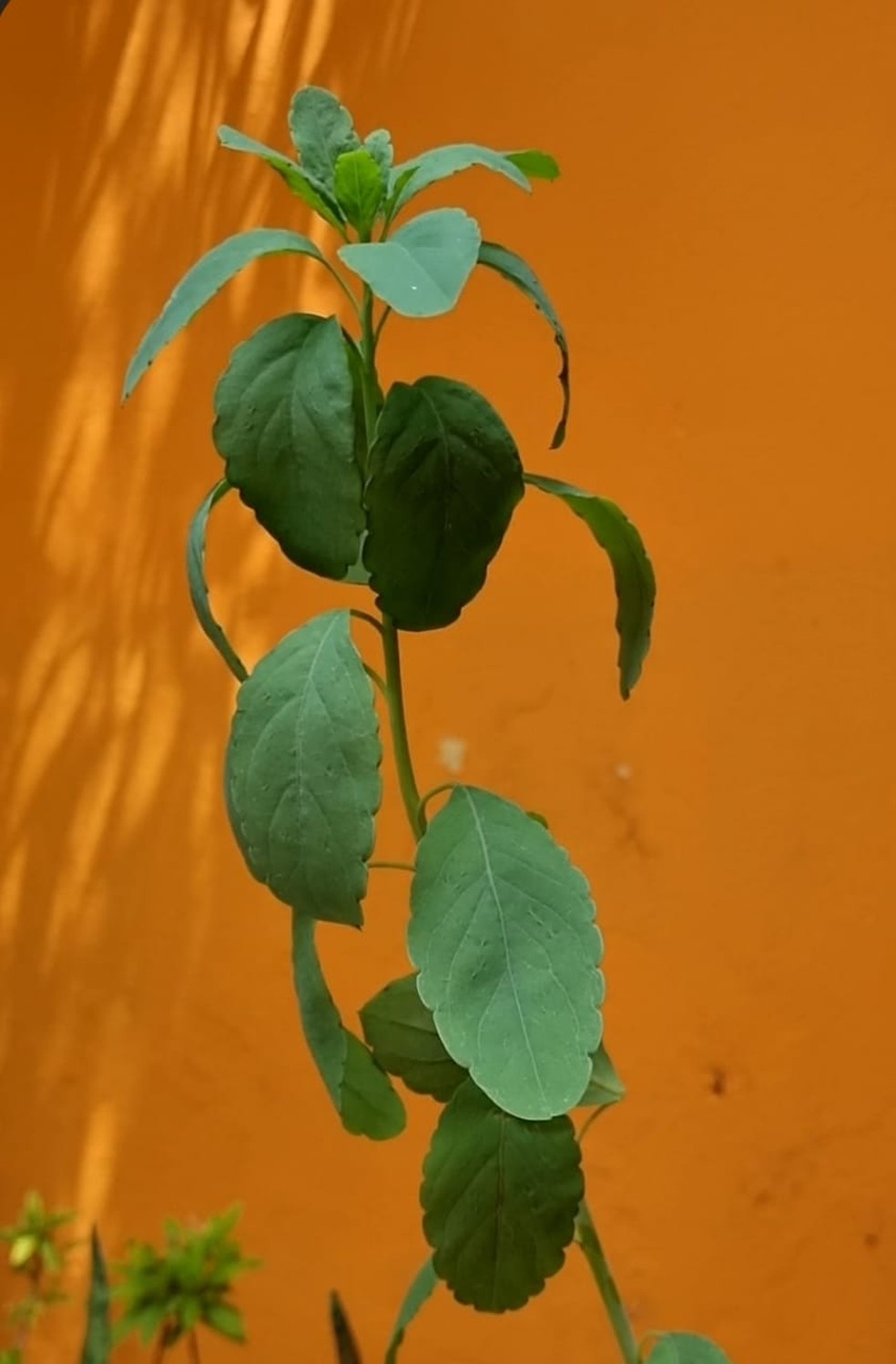 Arnica-do-campo é planta medicinal nativa do Brasil | Terra da Gente | G1