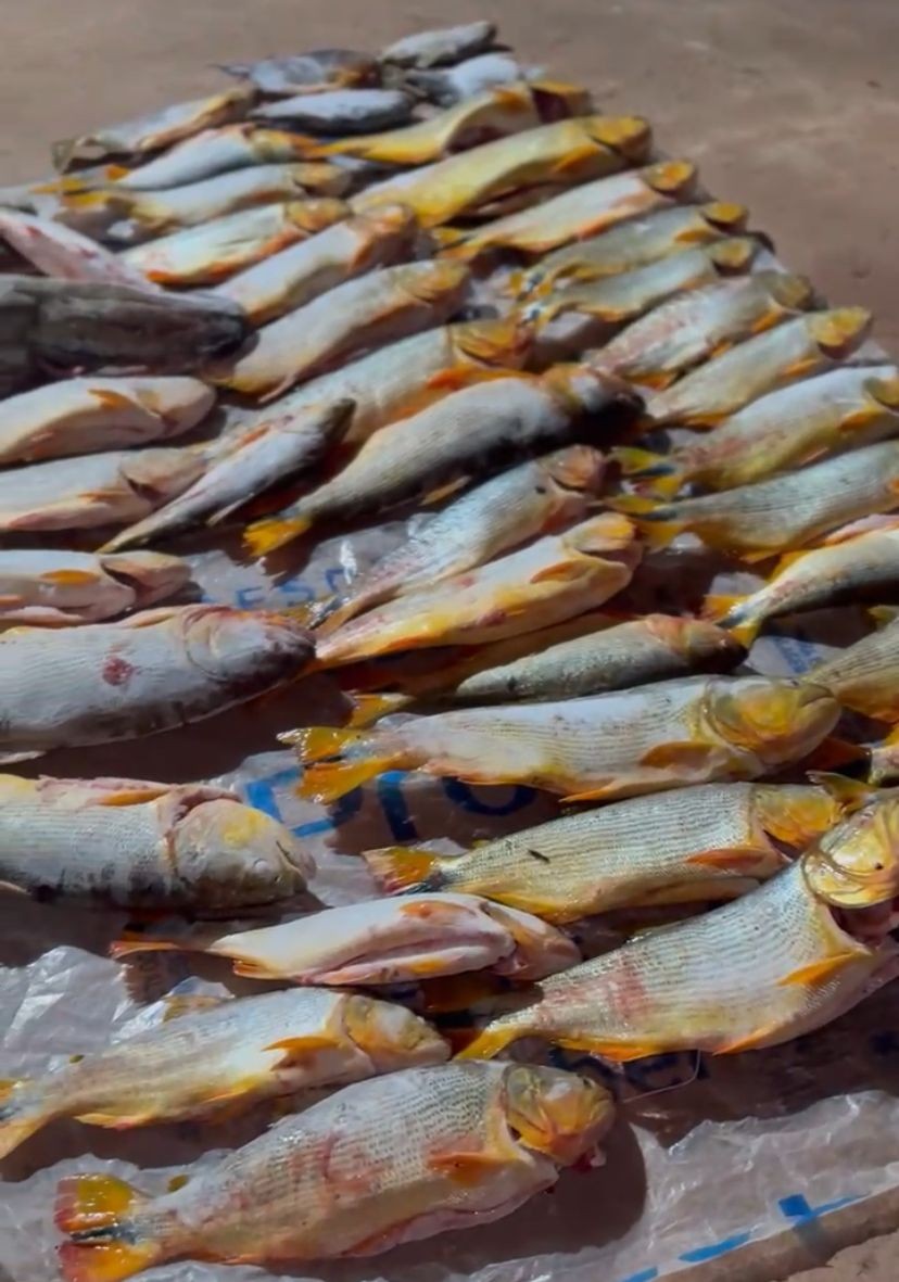 Homem é preso com 200 kg de pescado irregular dentro de carro em Rosário Oeste (MT)