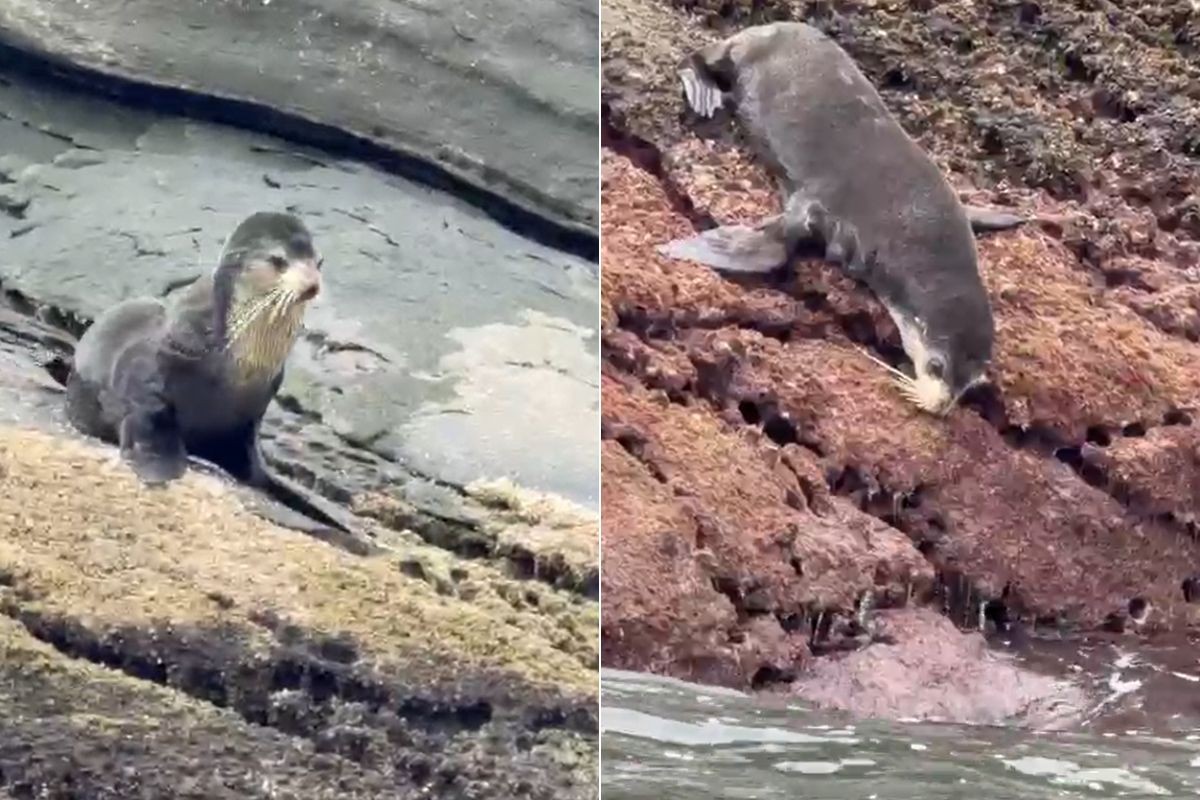 Pescador flagra lobo-marinho descansando em ilha do litoral de SP; VÍDEO