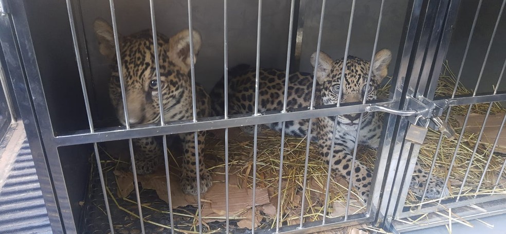 Filhotes de on&ccedil;a-pintada &oacute;rf&atilde;os. &mdash; Foto: Divulga&ccedil;&atilde;o