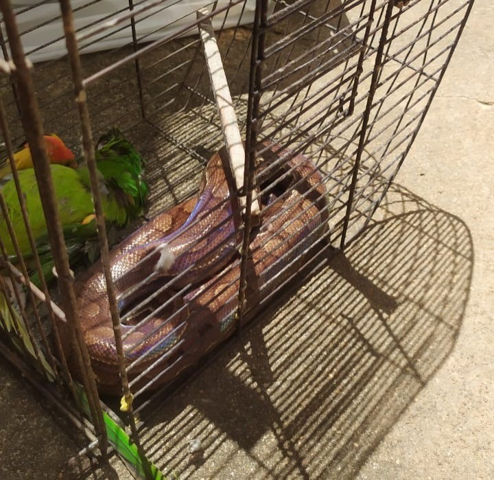 Jiboia 'arco-íris' foge de terrário e mata ave de estimação em MG