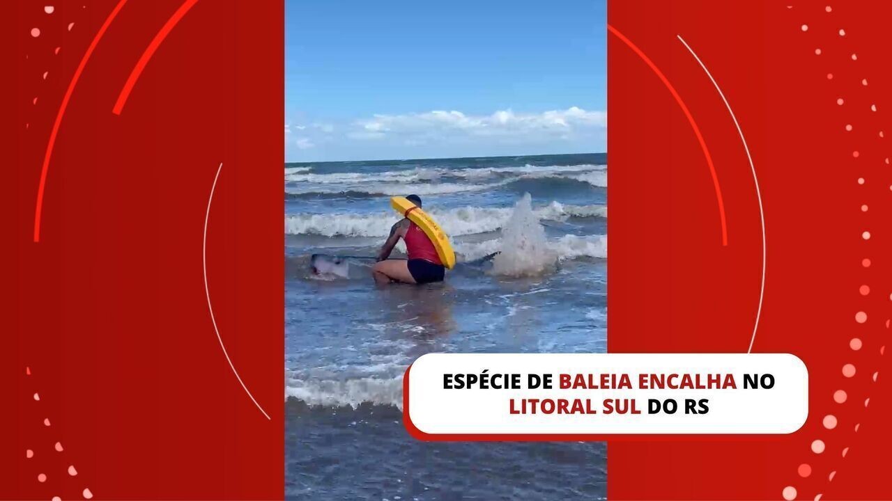 Espécie de baleia morre após encalhar no Litoral Sul do RS; veja VÍDEO