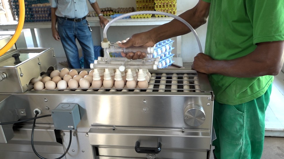 Aves produzem cerca de 7.100 ovos por dia — Foto: Reprodução/TV Subaé