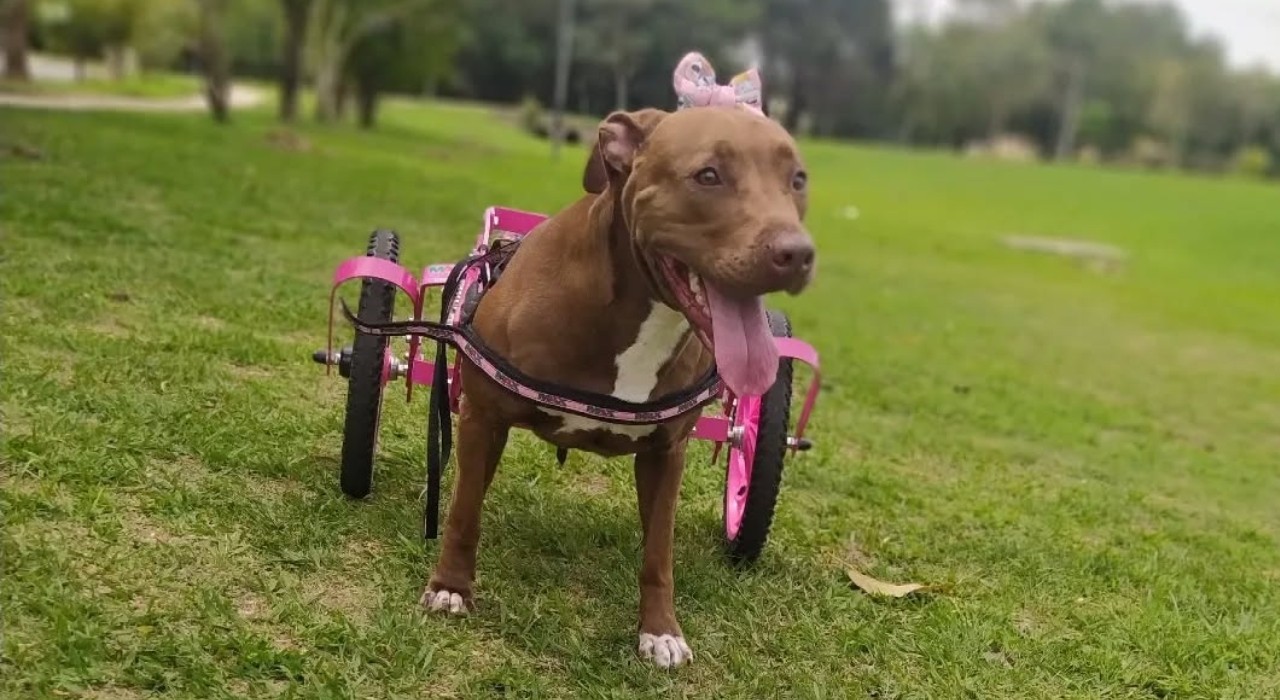 Tutores que adotaram pets com deficiência explicam rotina de cuidados: 'Todos merecem uma chance'