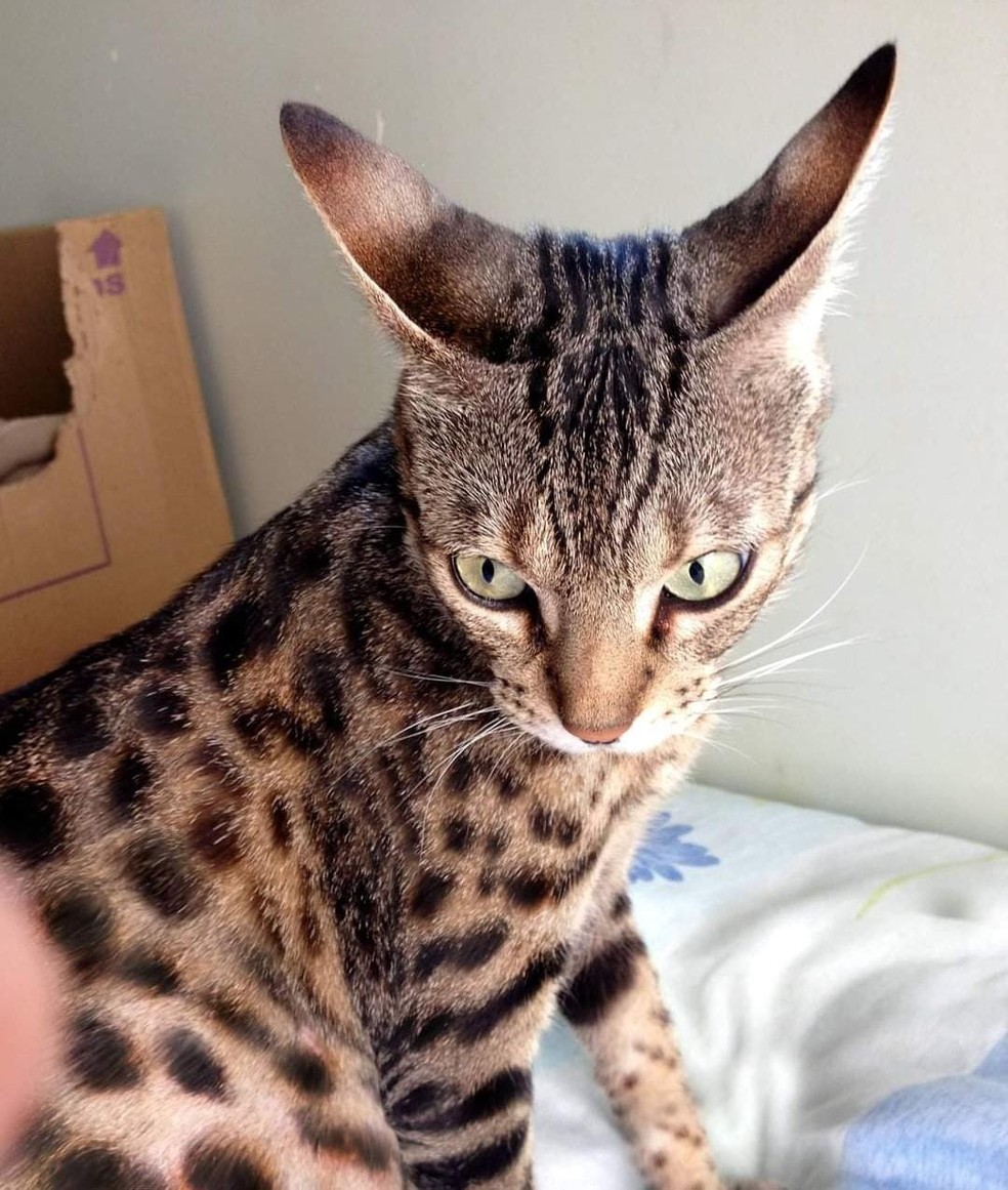 Gato Savannah — Foto: Geisa Narcisa