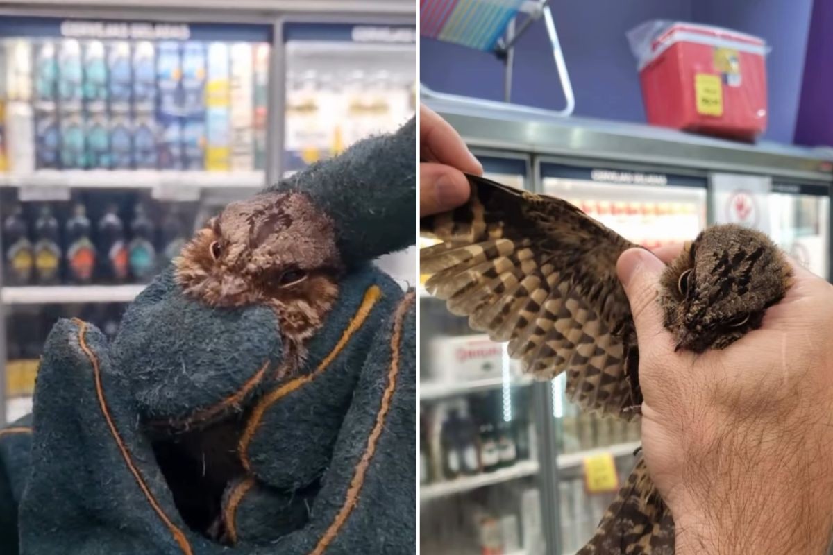 Pássaro é resgatado após ficar preso em supermercado por cinco dias no litoral de SP; VÍDEO