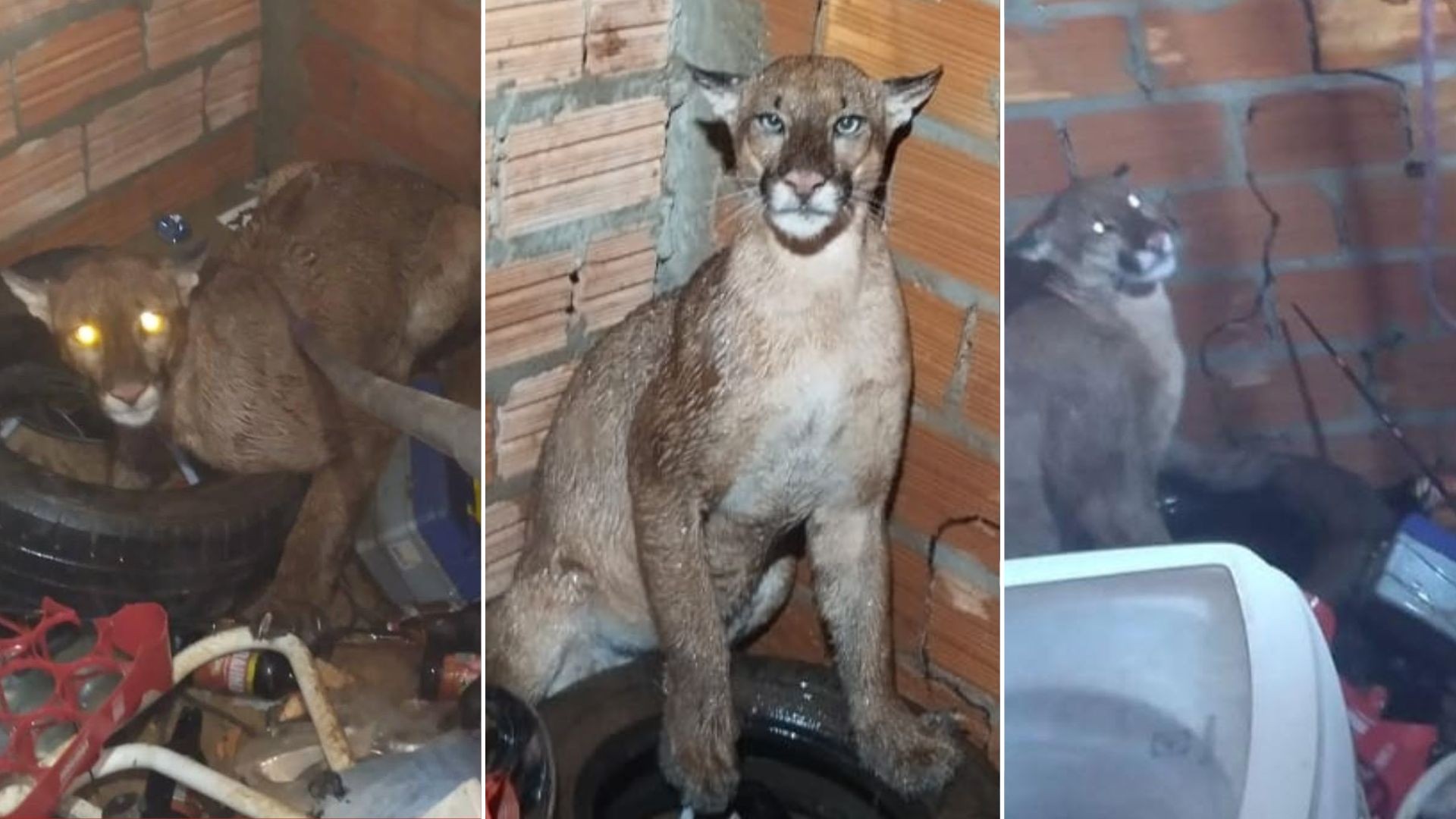 Onça-parda é encontrada dentro de lavanderia em Mato Grosso
