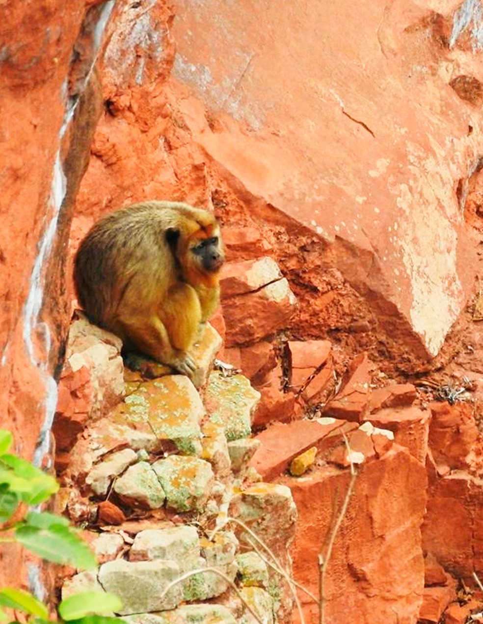 Macaca-bugio vive sozinha no Buraco das Araras. — Foto: Buraco das Araras