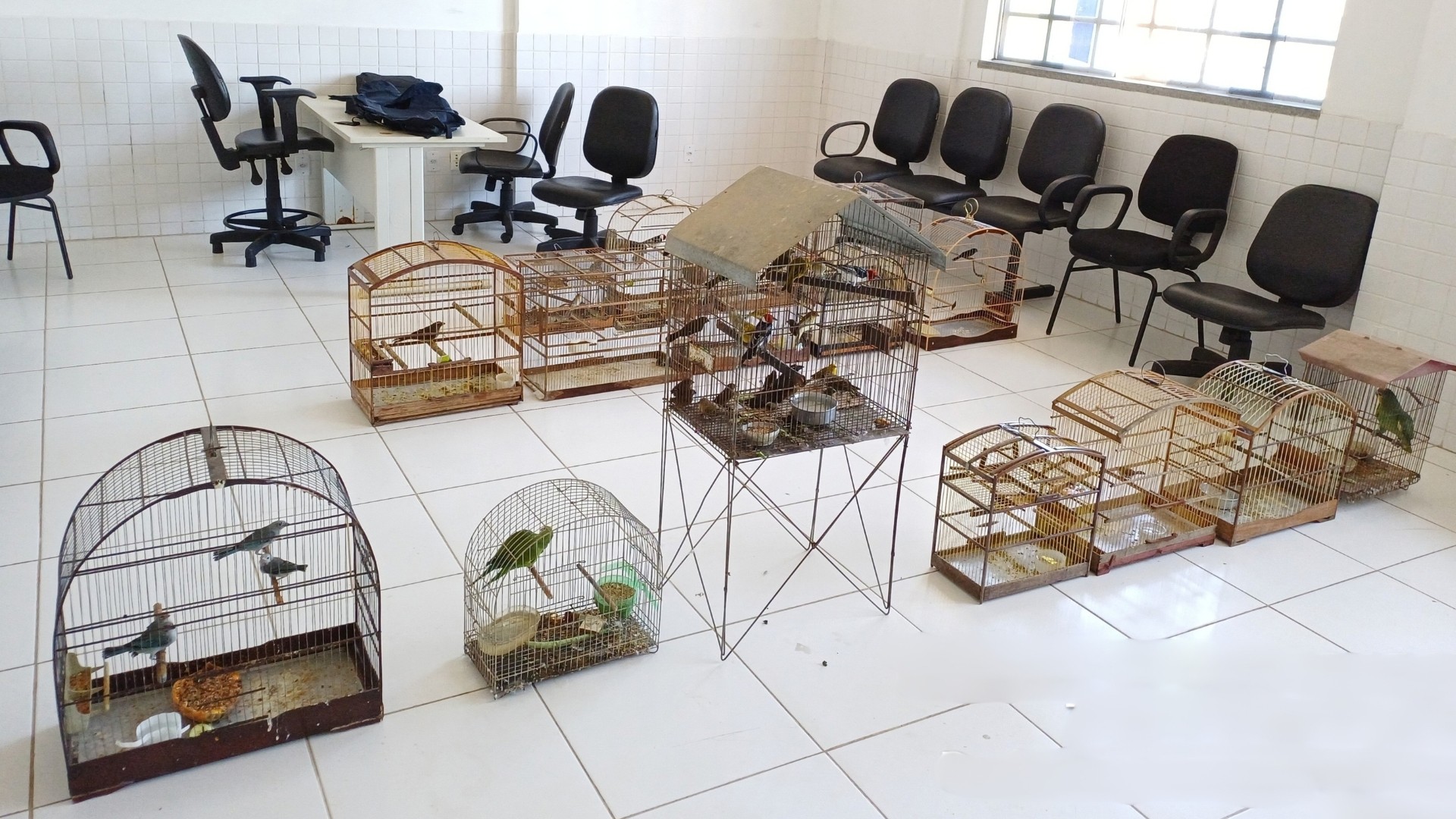 Operação da PRF resgata 59 animais silvestres e detém 14 pessoas no Maranhão