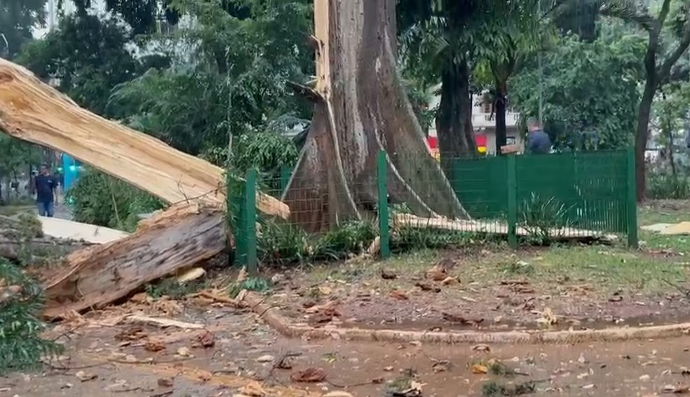 Árvore do Largo do Arouche cai durante chuva nesta quarta-feira (12) em SP — Foto: Arquivo Pessoal