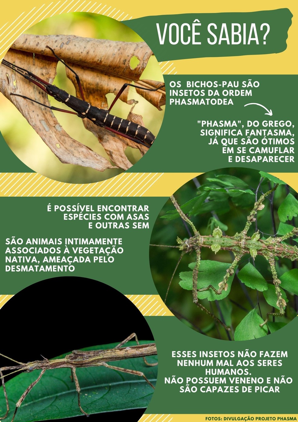 Bicho-pau: características, camuflagem, reprodução - Biologia Net