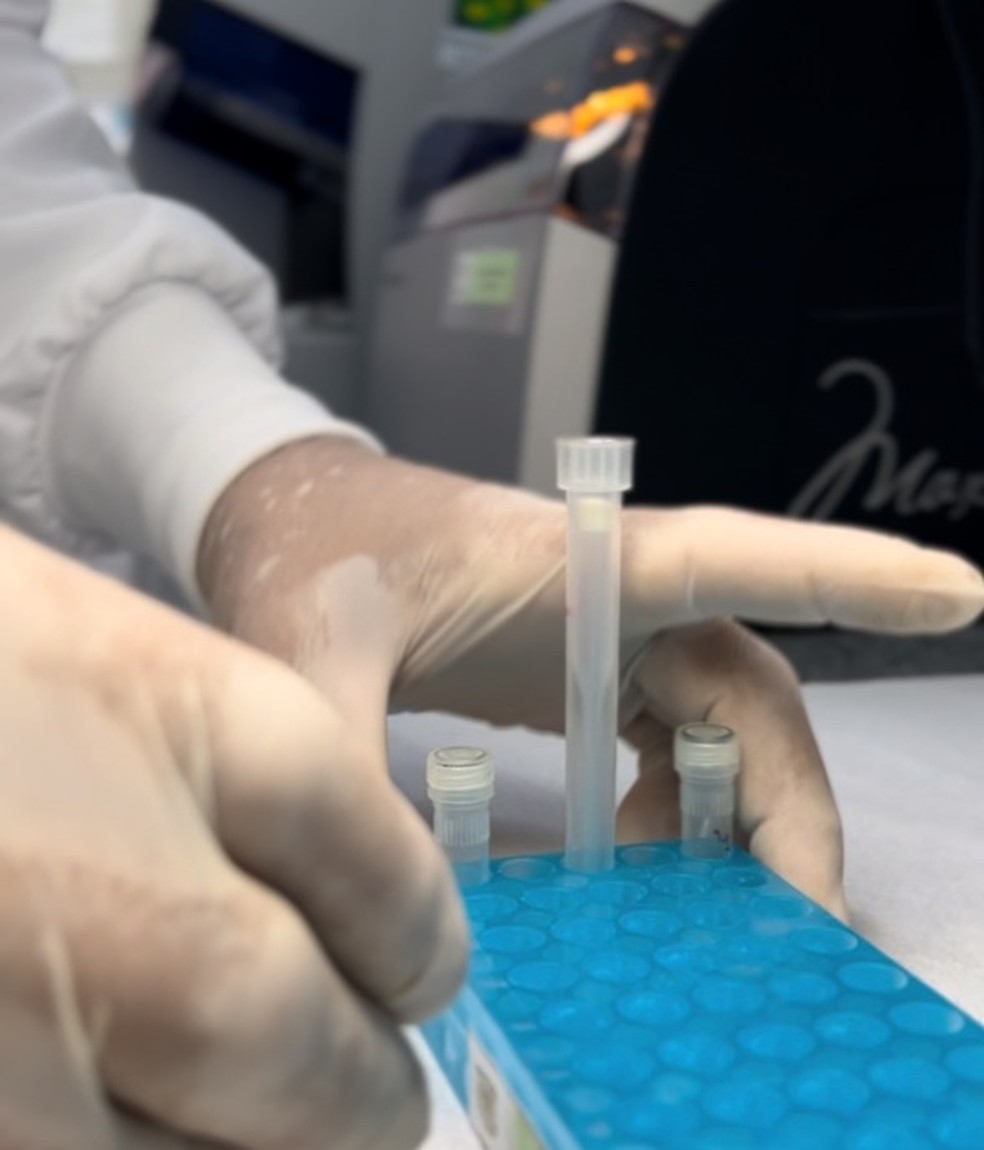 Vítimas foram identificadas por meio de amostras de DNA — Foto: Itep/Divulgação