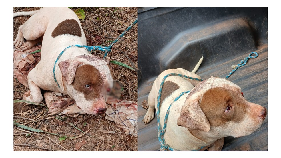 Pitt bull sendo resgatado após ser encontrado com sinais de tortura em zona rural de RO — Foto: Reprodução/internet