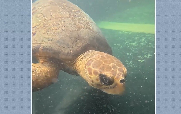 Tartaruga marinha resgatada com suspeita de ingestão de plástico é devolvida ao mar após tratamento