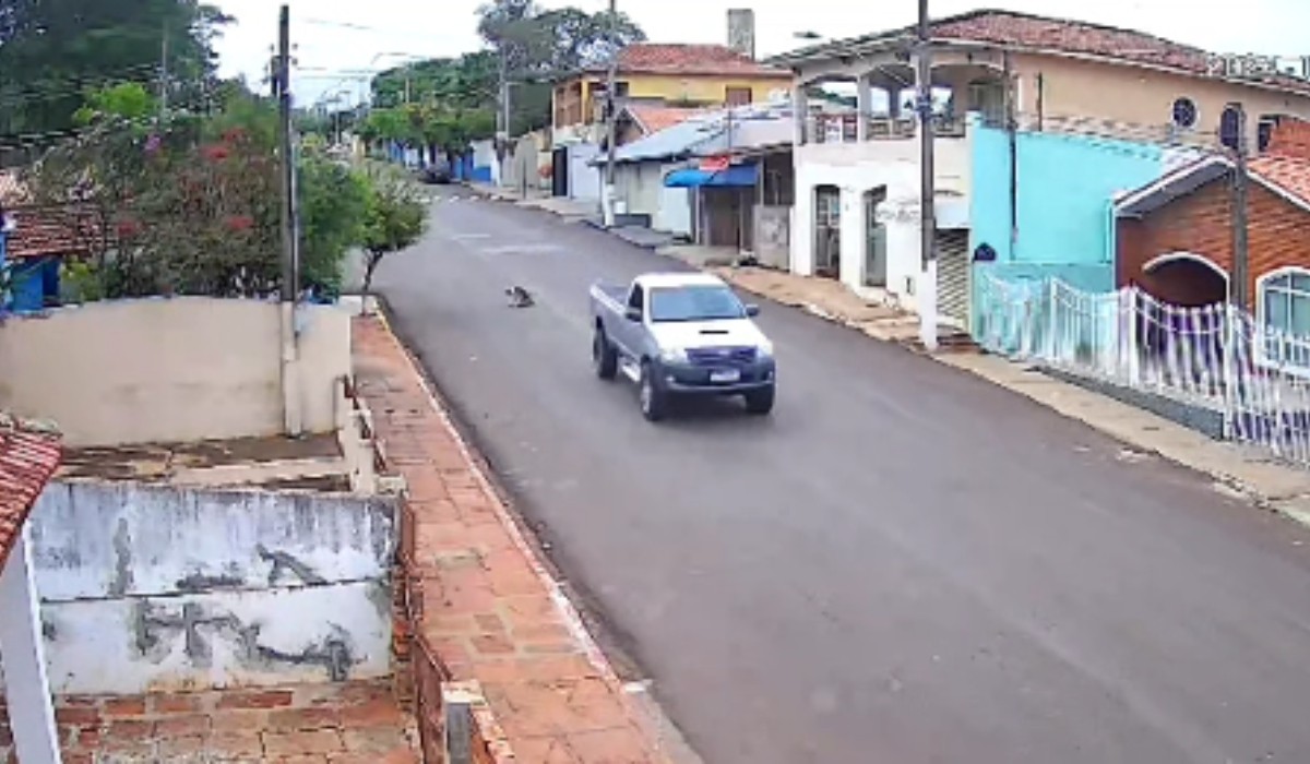 VÍDEO: motorista foge após atropelar e matar cadela no interior de SP