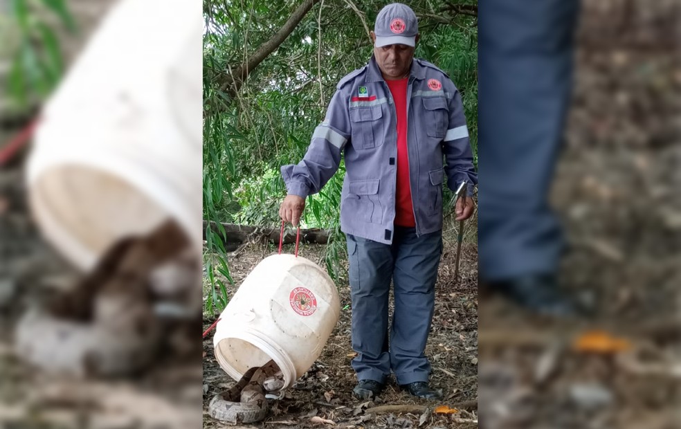 Idosa encontra jiboia de cerca de dois metros na sala de casa em residência em Castilho — Foto: Defesa Civil/Divulgação