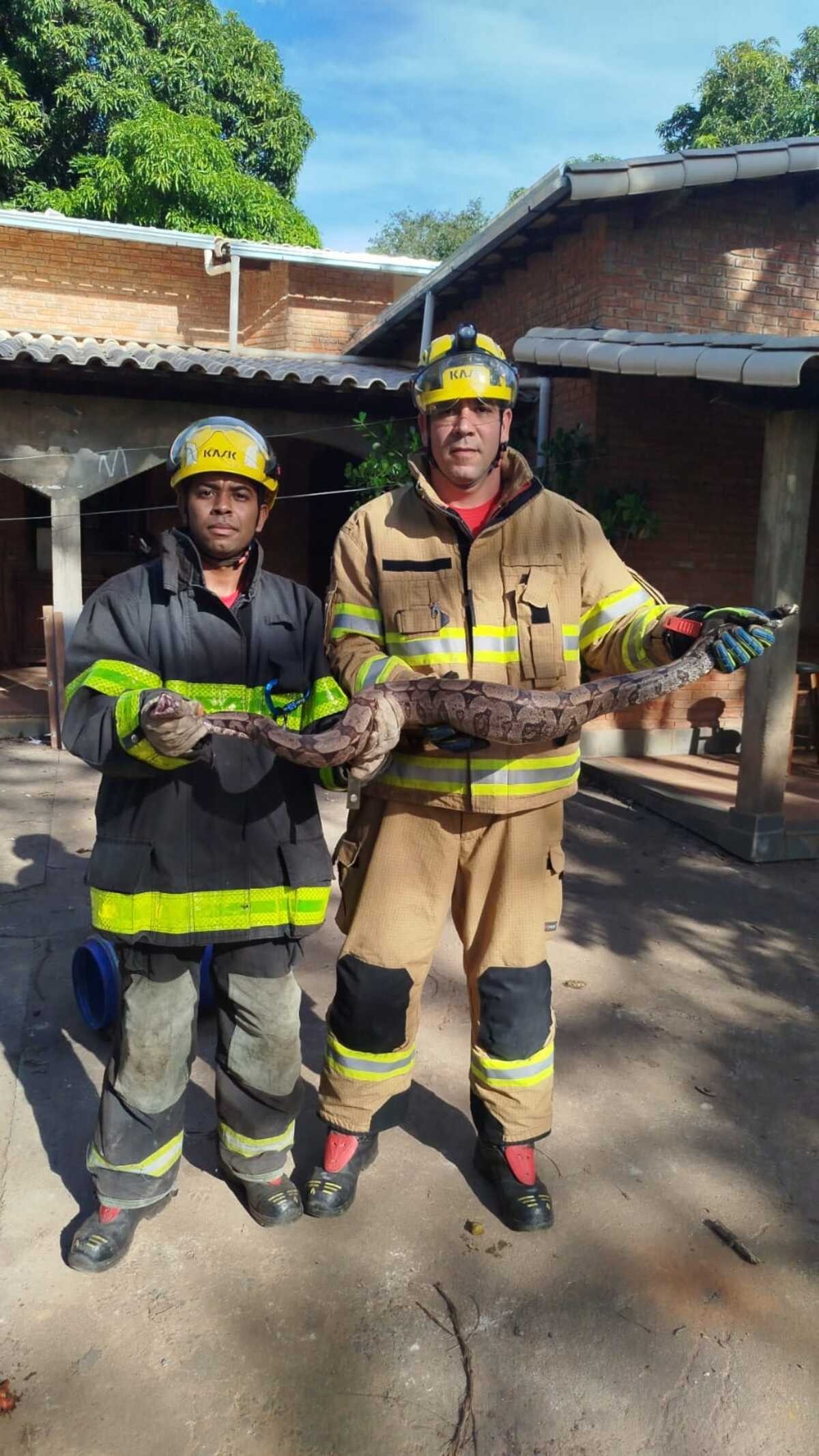 Jiboia de 1,80 m de comprimento é capturada dentro de galinheiro, em Montes Claros