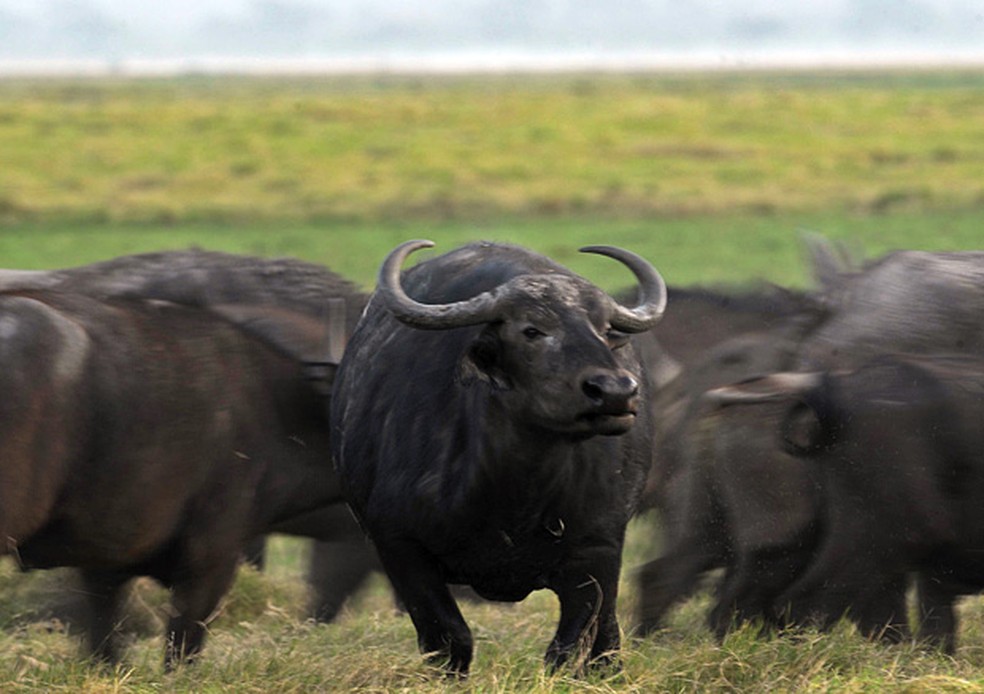 Mais de 4 mil búfalos selvagens vivem sem monitoramento e degradando Reservas Ambientais há mais de 50 anos em Rondônia  — Foto: AFP Photo/Tony Karumba
