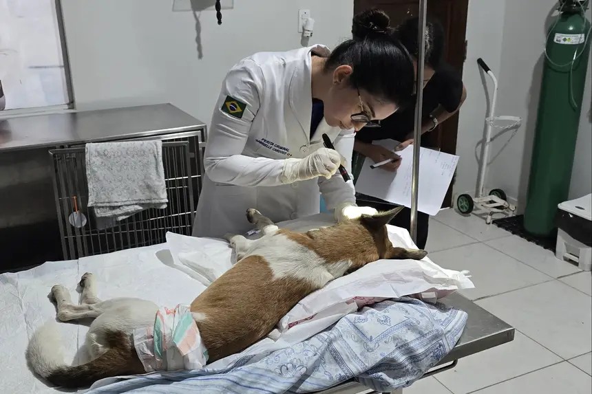 Cães vítimas de pedradas e tiro passam por perícia na Polícia Científica do Pará