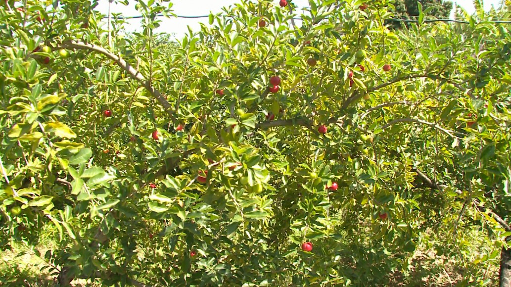 Orocó recebe 3º edição do Acerola Day; inscrições abertas 