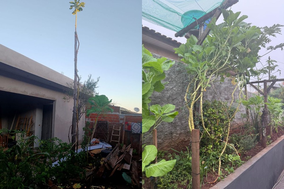 Pés de couve no noroeste do Paraná chegaram a 6 e 3 metros. | Foto: Cedidas/Milton Borges Gonçalves/ Marilene Barbosa Delgado