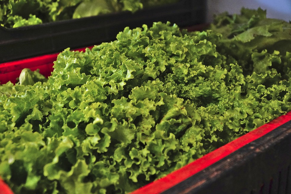 Alface verdura hortaliça agricultura Banco de Alimentos Uberaba 04-07-2023 — Foto: Prefeitura de Uberaba/Divulgação