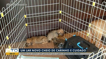 Adoção de animais: ato de amor faz bem para famílias