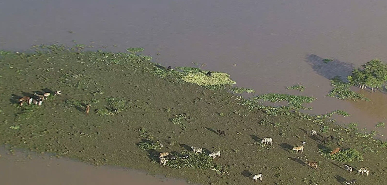 Rebanho fica ilhado em meio à inundação em Goiana após chuvas; VÍDEO