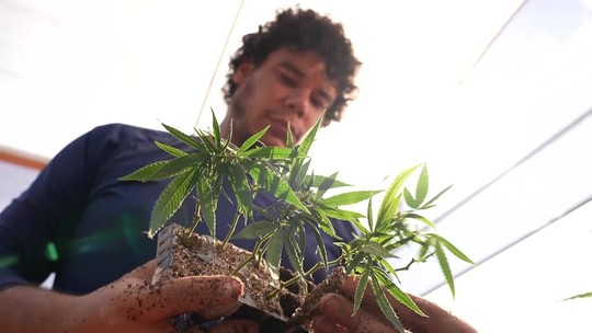 Globo Repórter investiga sobre medicamentos à base de cannabis