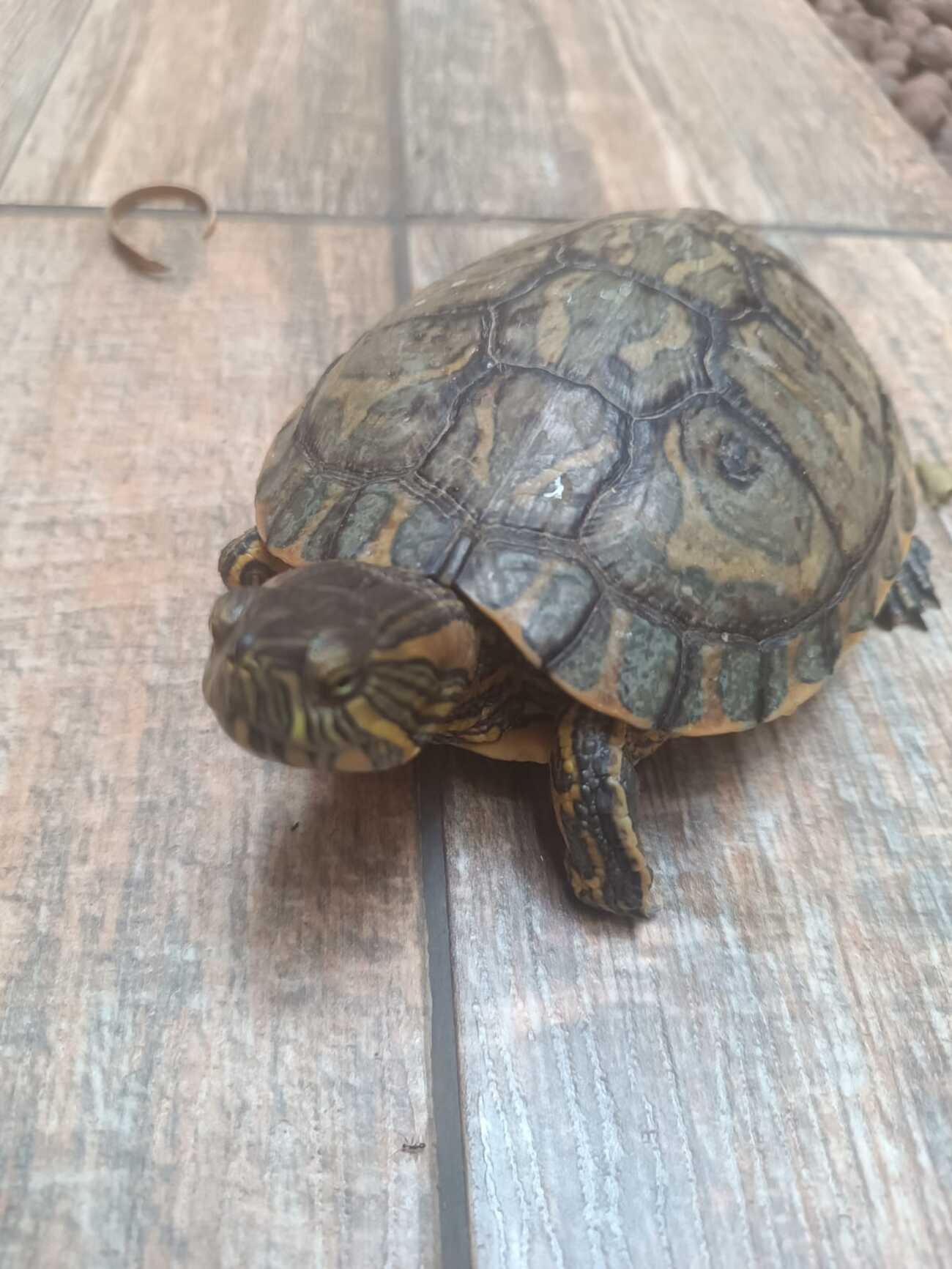 Tartaruga vai em direção a bombeiro ao vê-lo descer por cisterna de 18 m para resgatá-la em MG