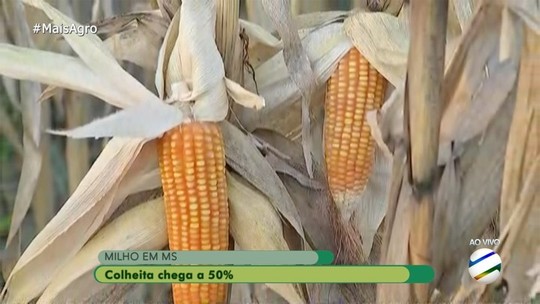 Produtores de MS já colheram mais de 996 mil hectares da safra de milho