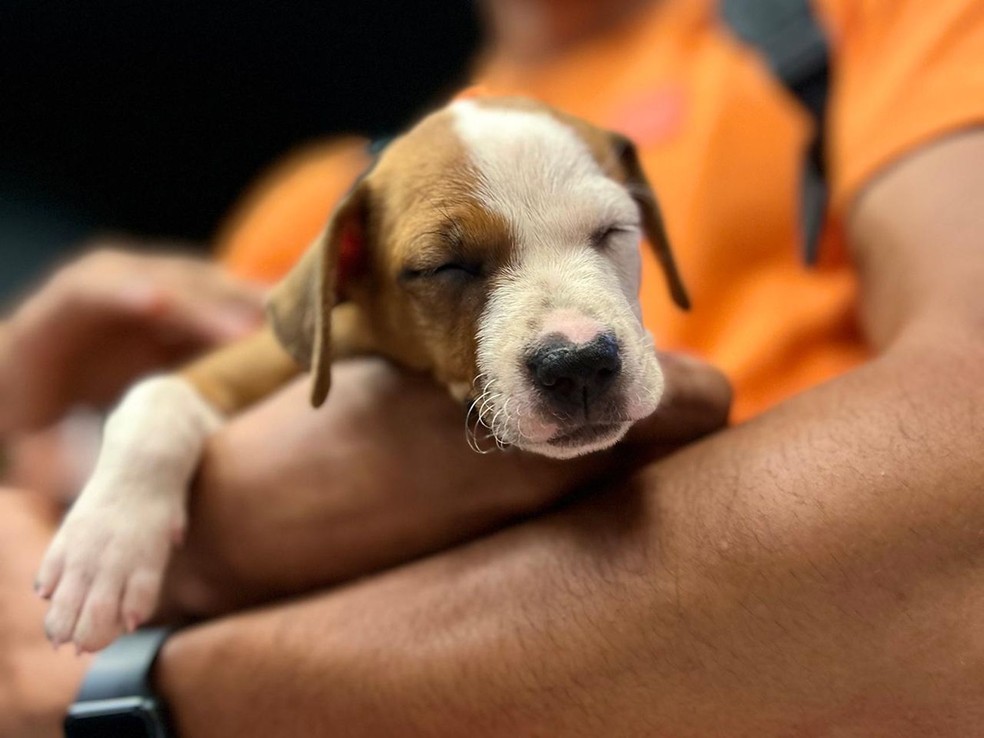 Cachorro durante campanha de adoo em Aracaju.  Foto: Camilla Ribeiro