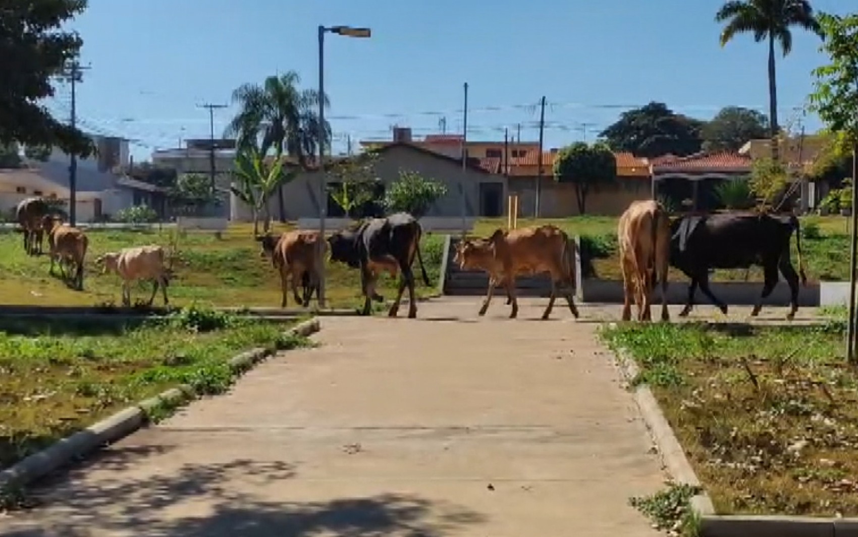 Praça vira pasto para rebanho em Ribeirão Preto, SP; VÍDEO