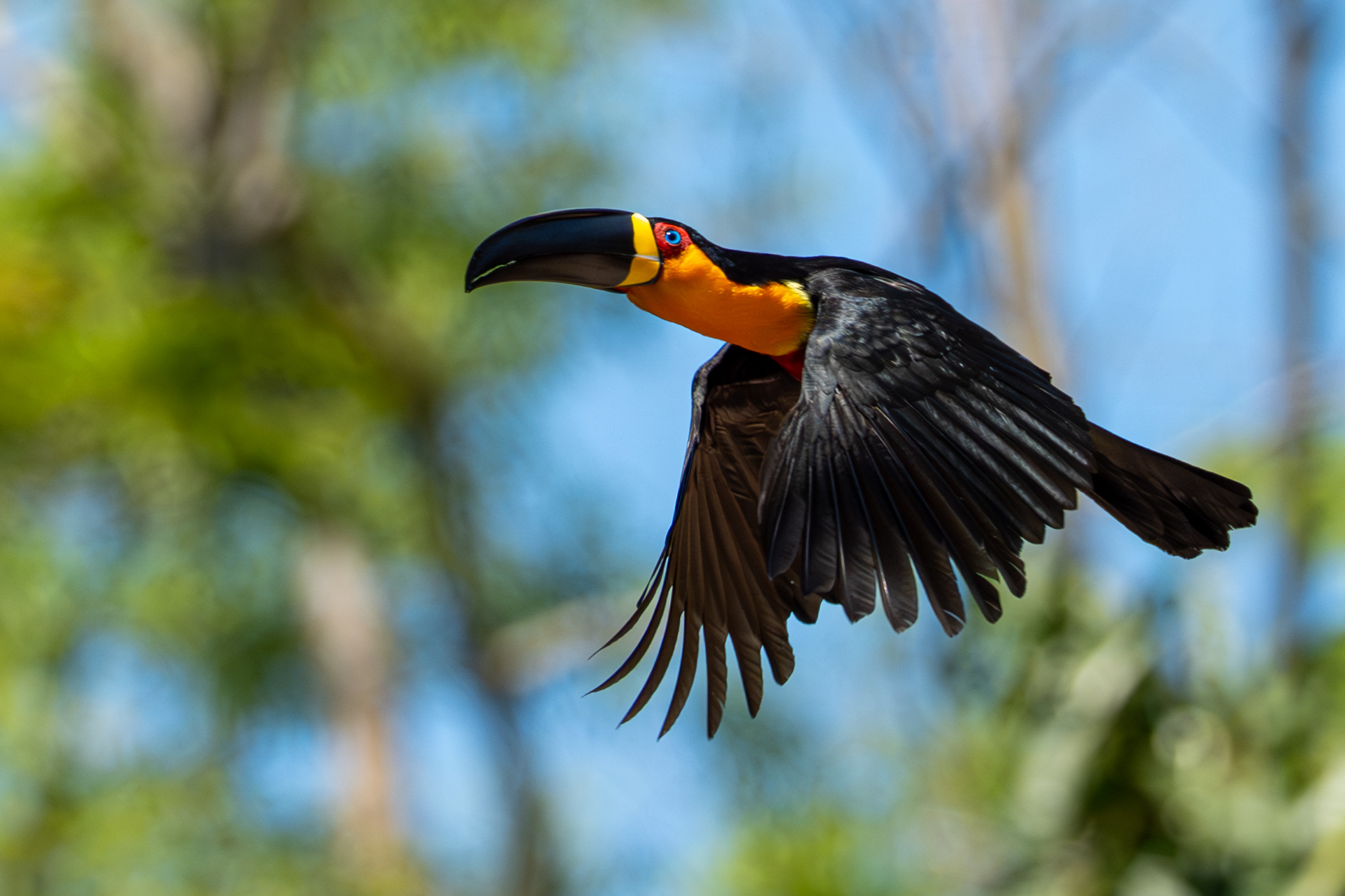 Jardim Botânico do RJ é casa da 10ª edição do ‘Avistar Rio’