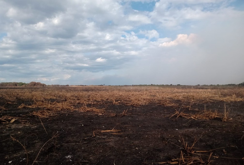 rea do Pantanal foi destruda por incndio criminoso  Foto: Ibama/Dipro