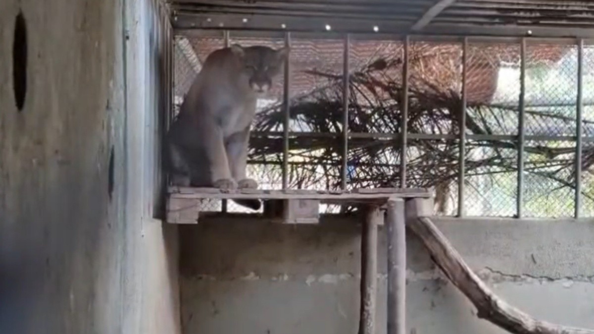 Sem luz há mais de 48 horas, centro do Ibama no RJ alerta para risco a mil animais silvestres