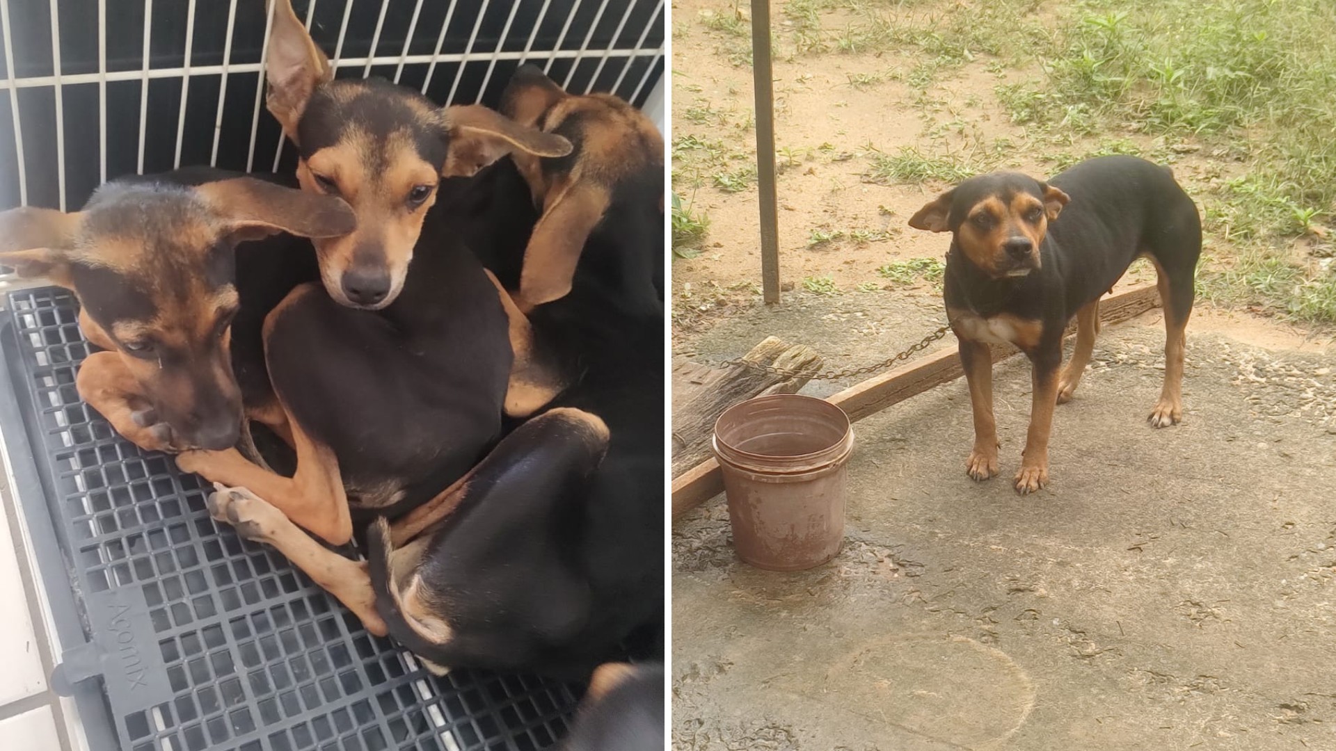 VÍDEO: homem suspeito de arremessar cachorra no chão é multado em R$ 12 mil em Araçatuba