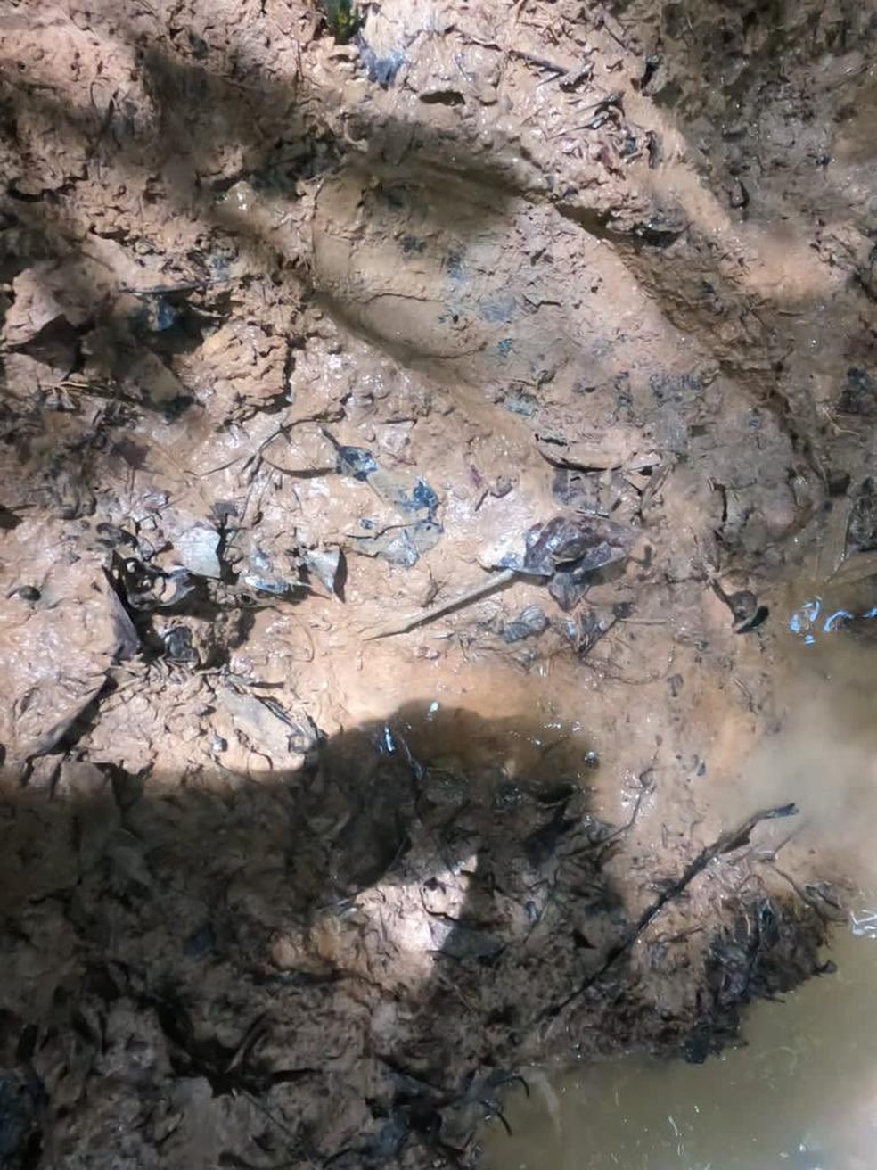 Pegada encontrada na lama pode ser de menina desaparecida na Amazônia colombiana — Foto: Reprodução/Forças Militares da Colômbia