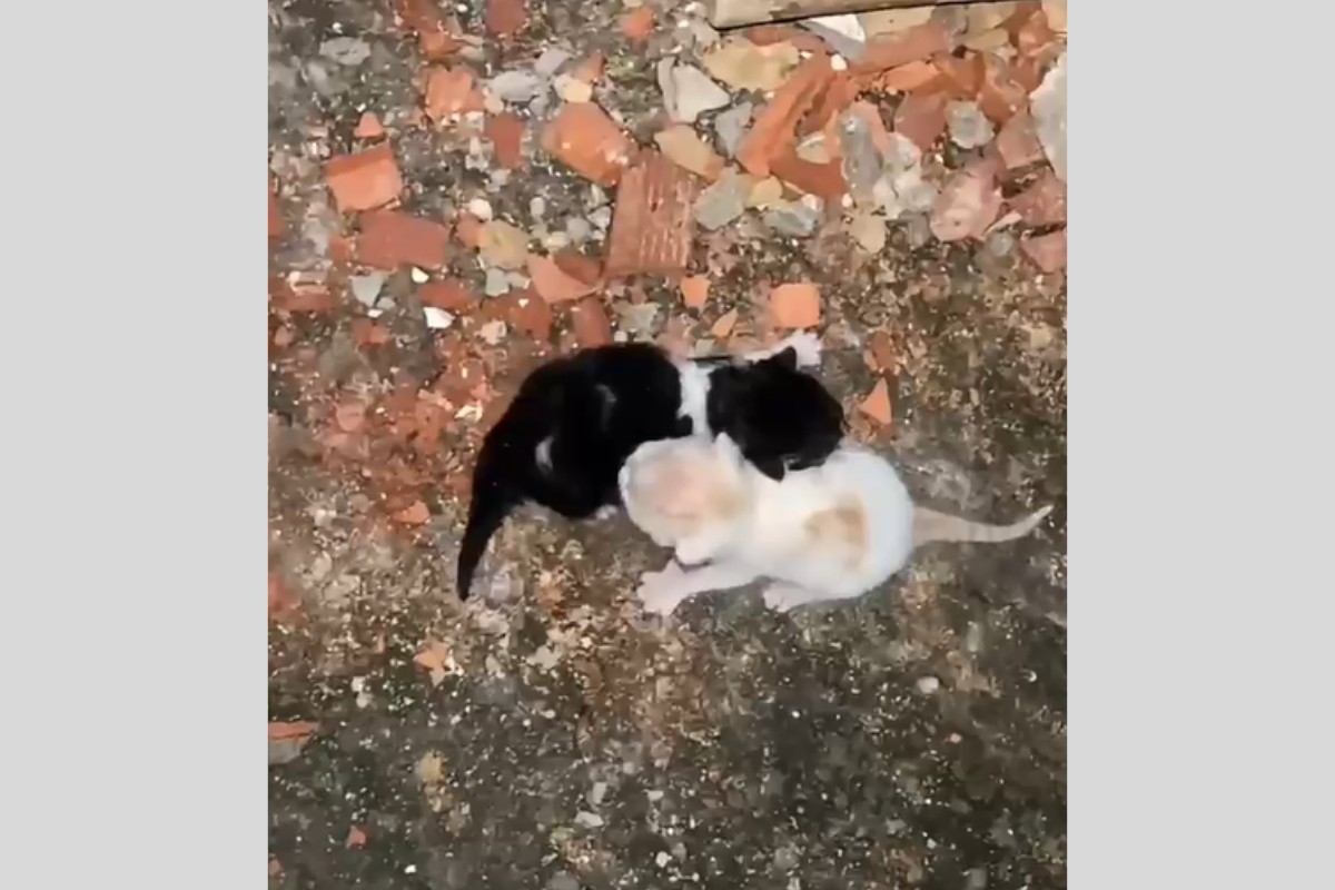 Dois gatinhos são resgatados de dentro de muro pela Defesa Civil em Porciúncula