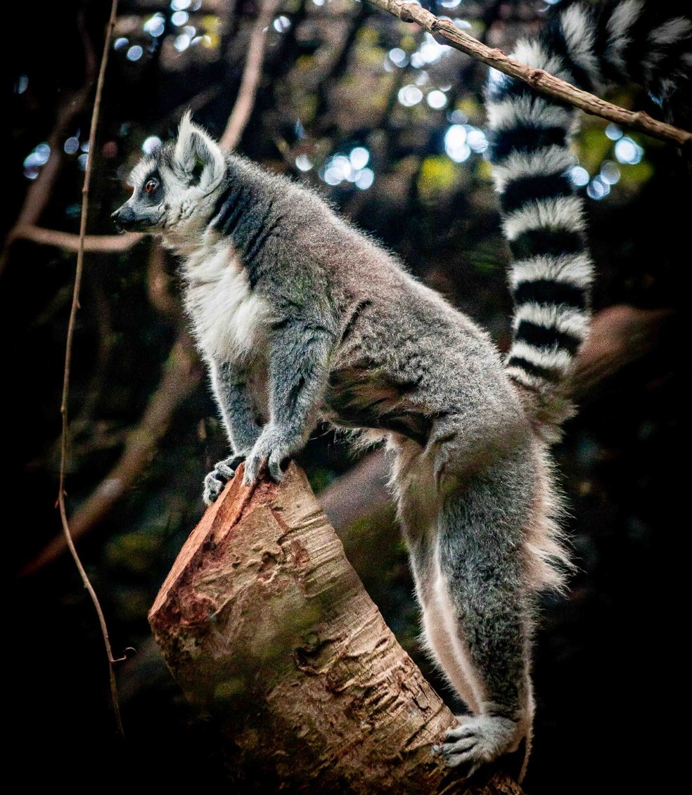 Lêmures ameaçados de extinção, que inspiraram personagem do filme Madagascar, podem ser visitados no Zoológico de Brasília — Foto: Caio Cavalcante