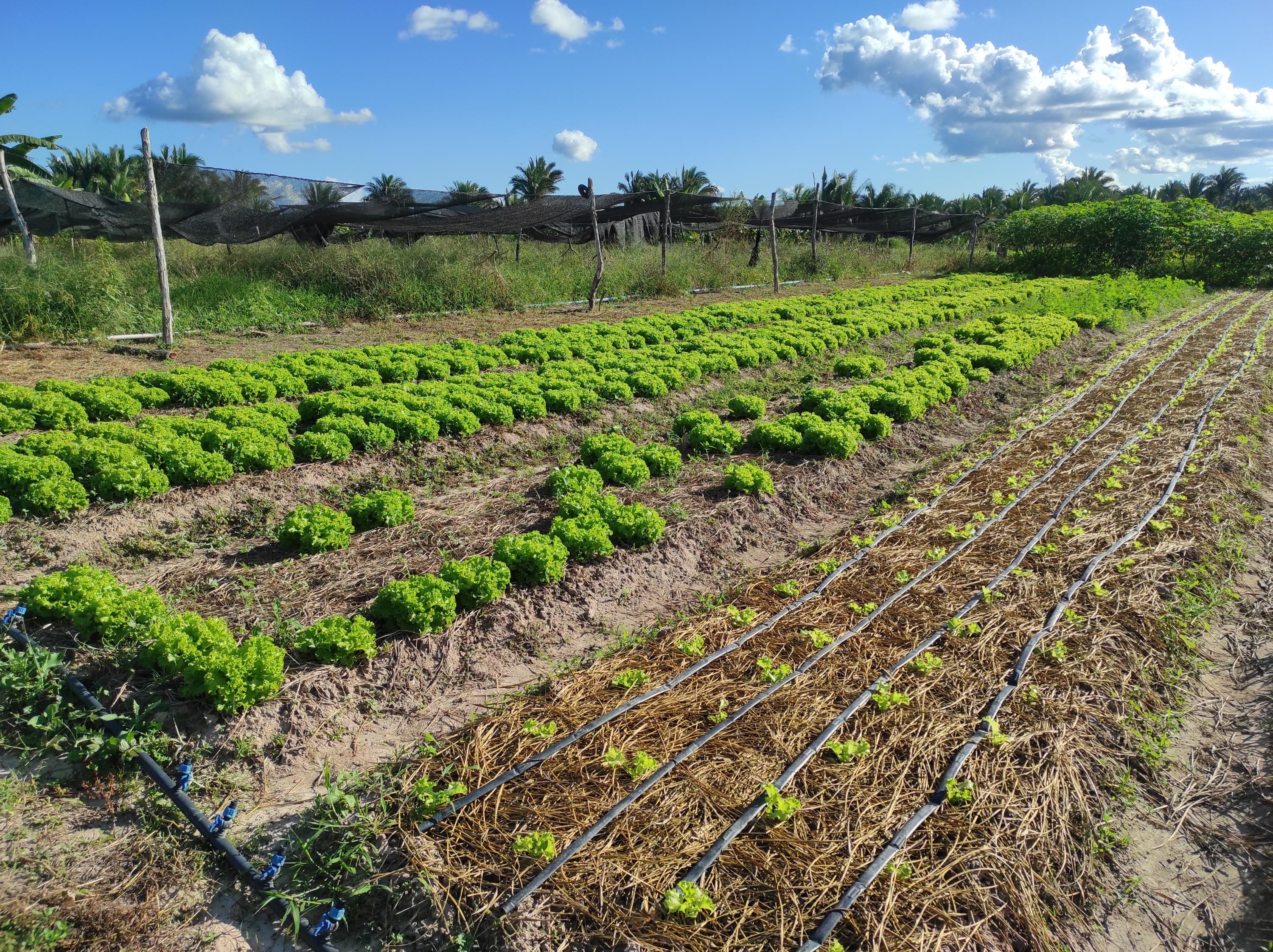 ‘Sisteminha’: projeto de incentivo a agricultura familiar transforma quintal em miniatura de fazenda