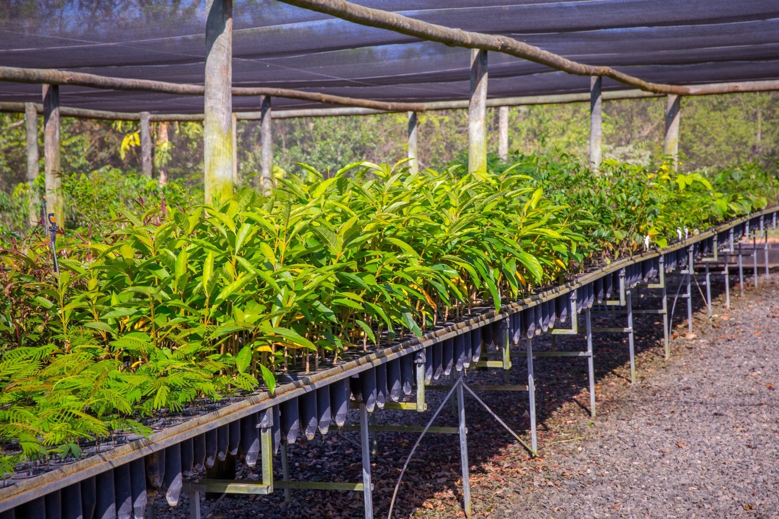 Cooxupé trata agenda ESG como prioridade na cafeicultura