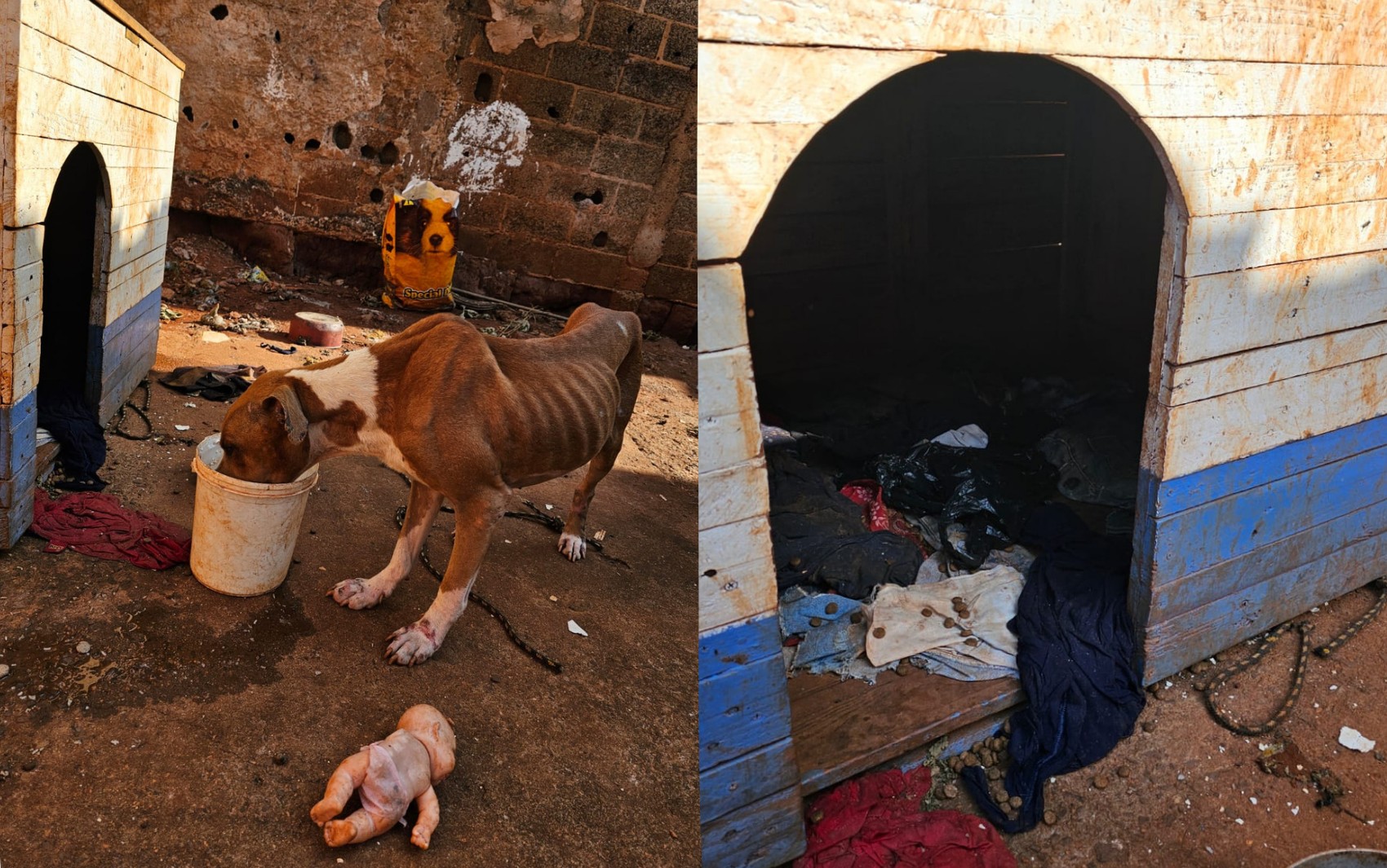 Pitbull é resgatado em situação de maus-tratos em Jaboticabal