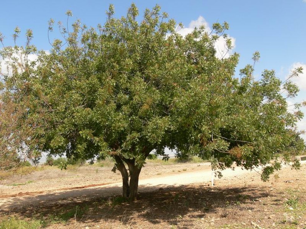 Aroeira pimenteira. — Foto: Reprodução