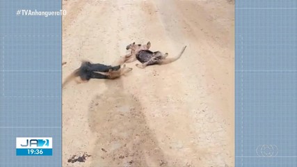 Telespectador flagra briga entre tamanduás no norte do estado