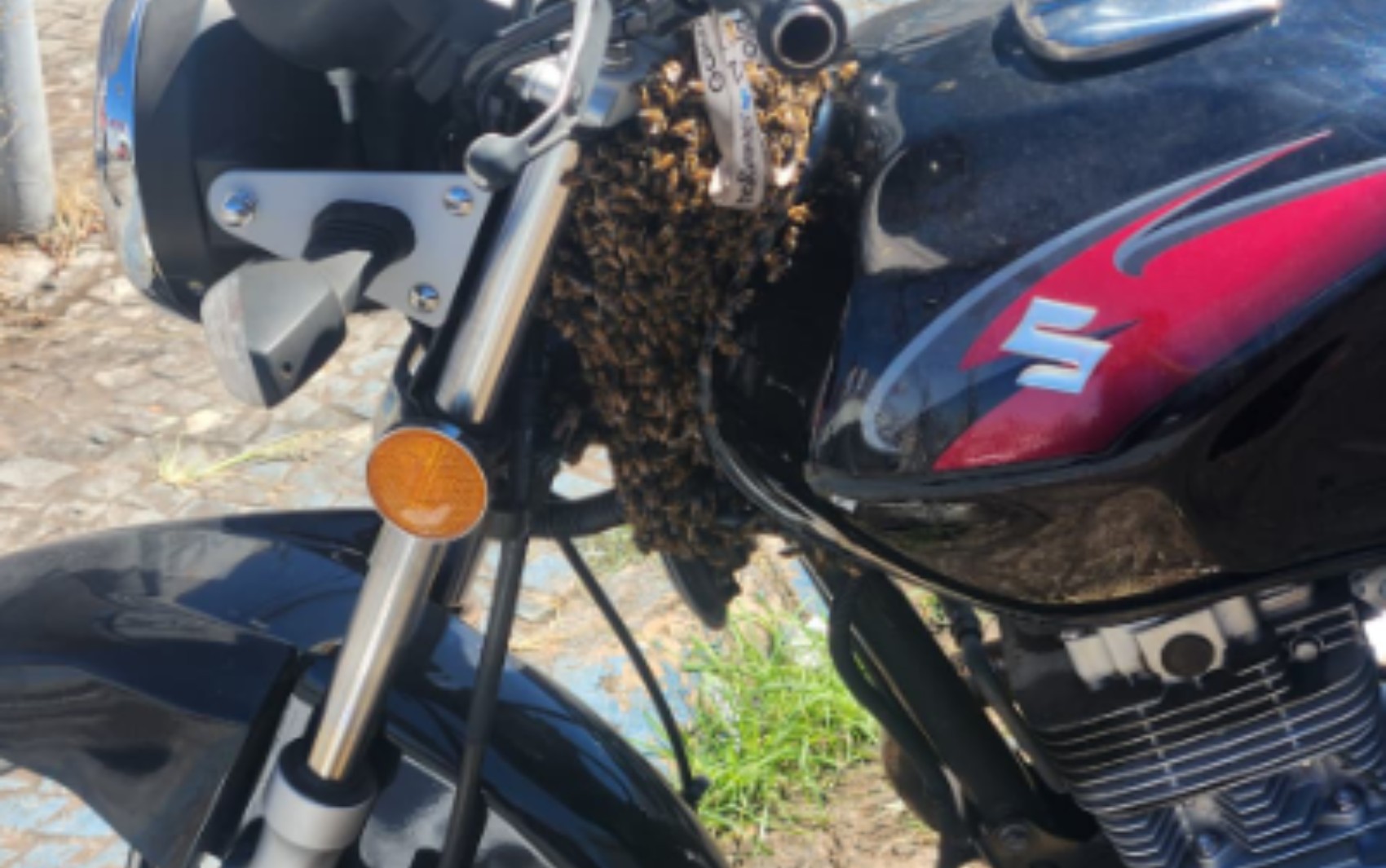 Abelhas se instalam em tanque de combustível e assustam motociclista em Franca, SP