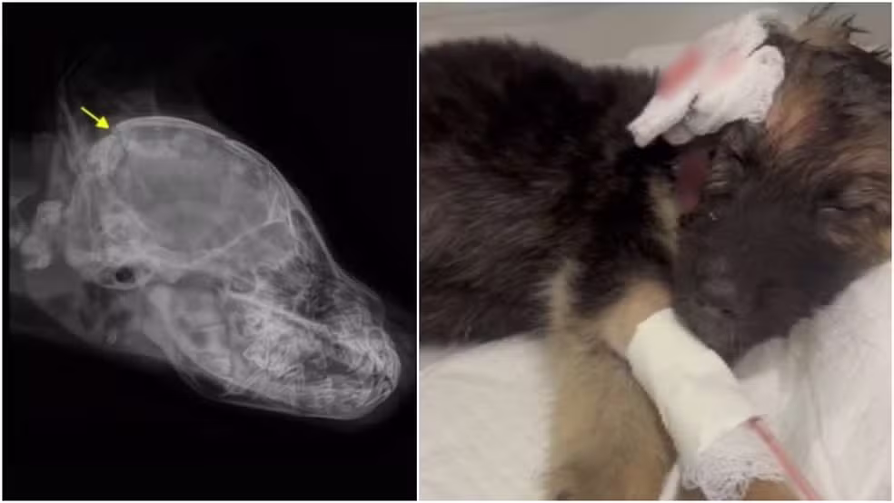 Filhotes de cão que estavam em pet shop para adoção foram baleados durante homicídio em Itapipoca. — Foto: Reprodução