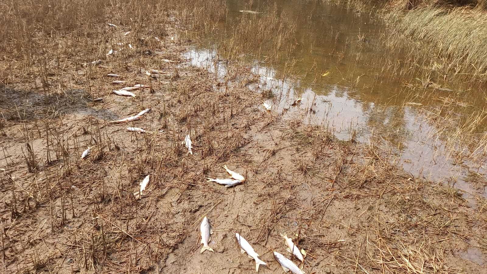 VÍDEO: Água de enchente seca deixando dezenas de peixes mortos à vista em distrito rural que teve cemitério alagado